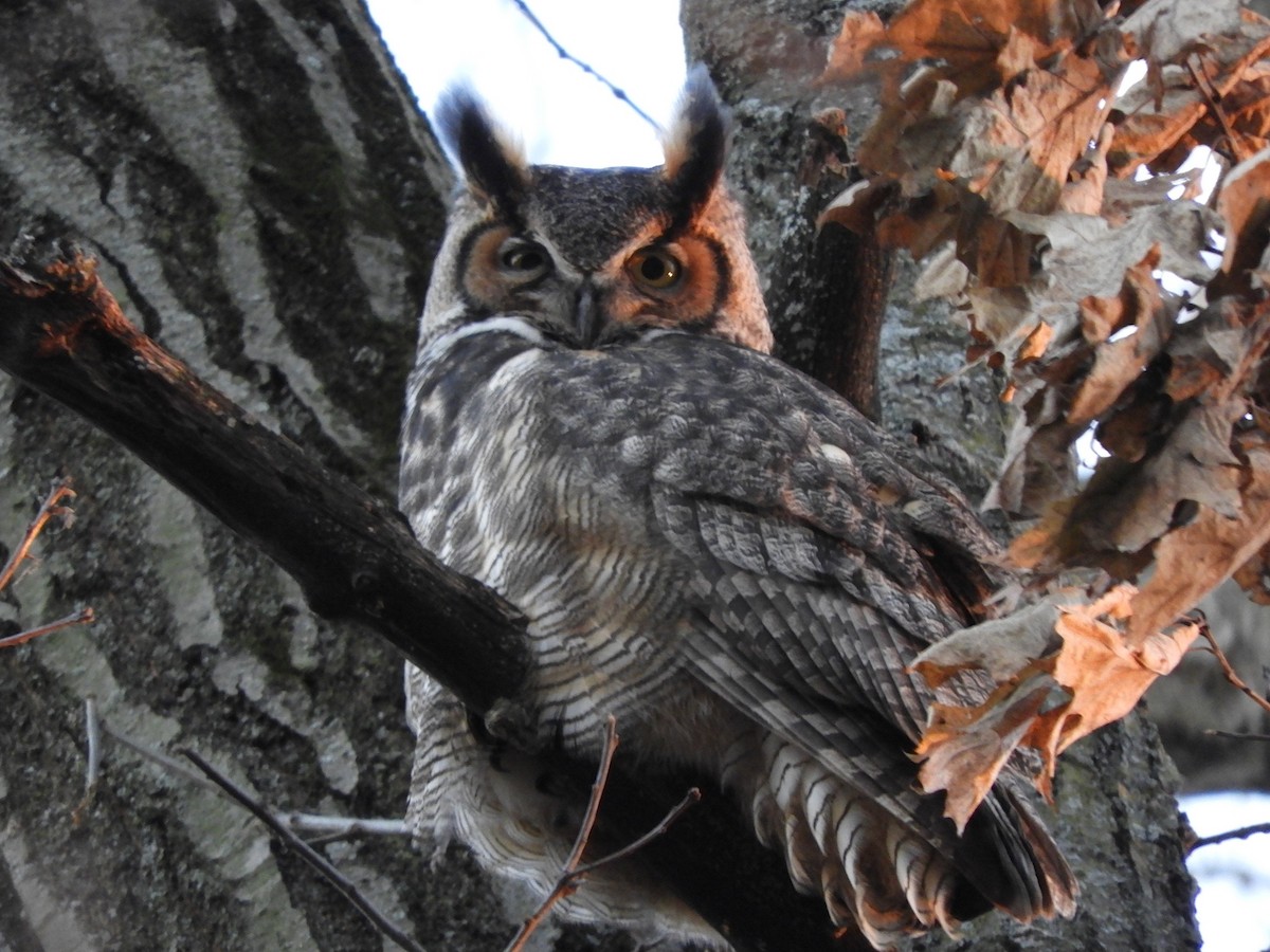 Great Horned Owl - ML408300301