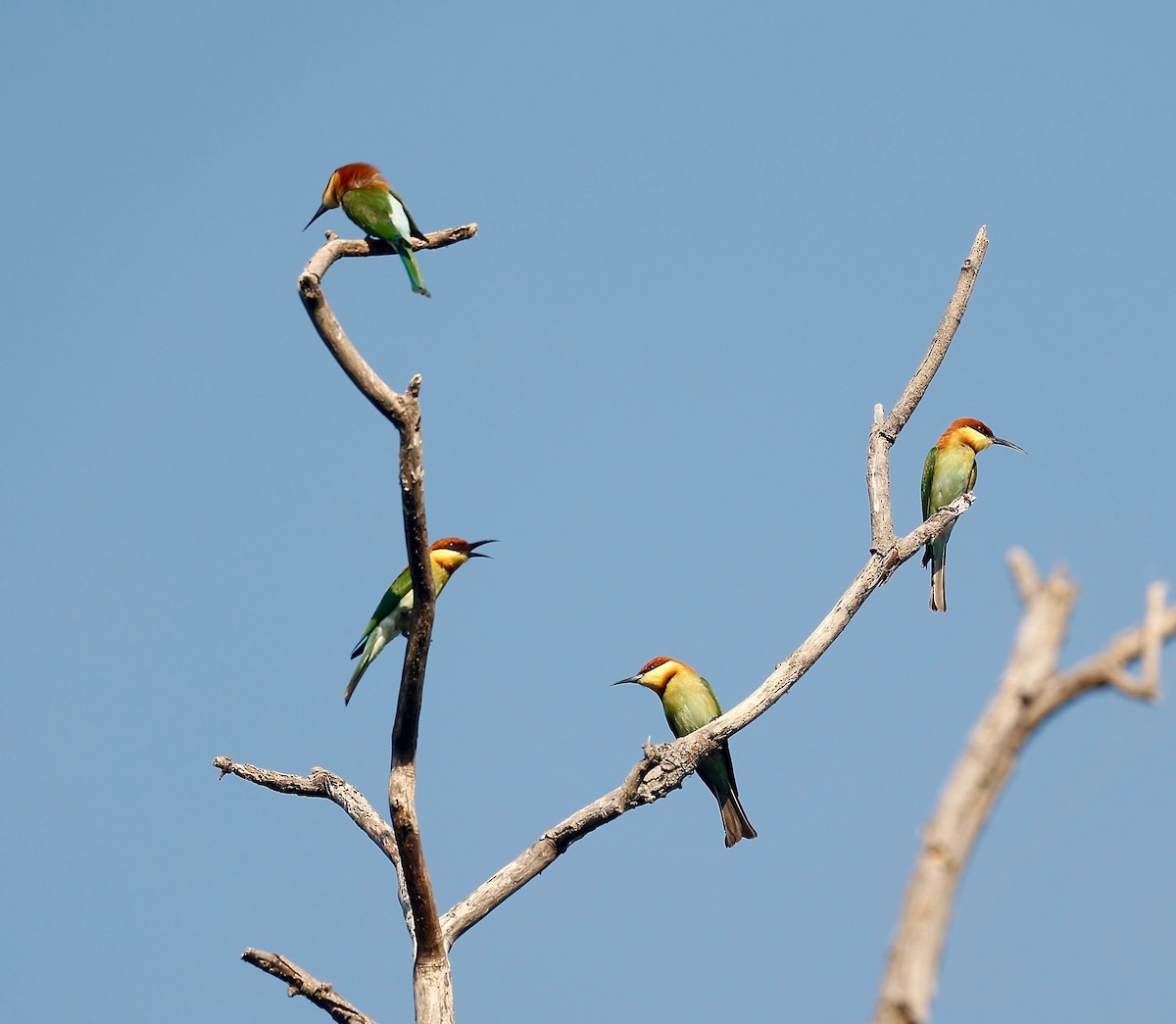 Chestnut-headed Bee-eater - Mark  Hogarth