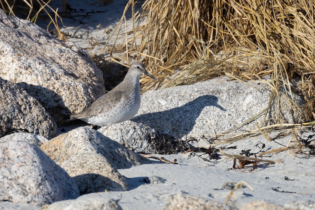 Red Knot - ML408307471