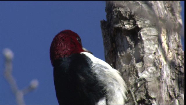 Red-headed Woodpecker - ML408308