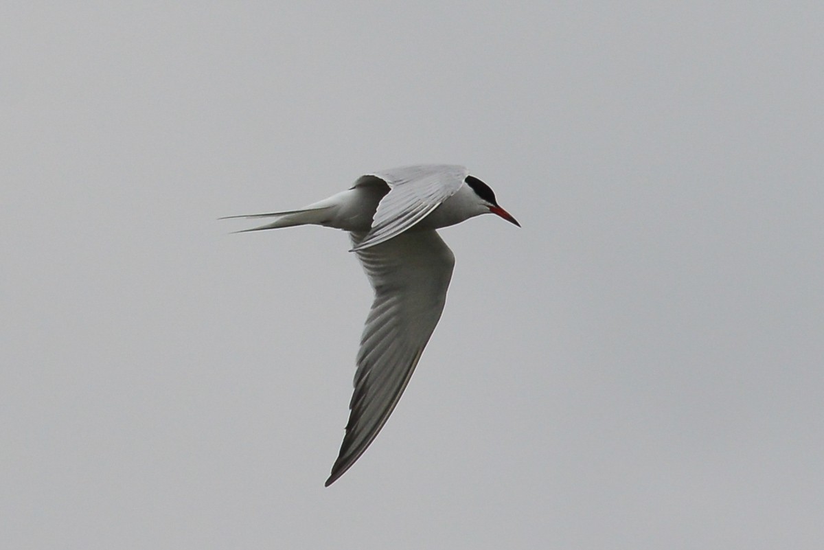 Common Tern - George Chiu