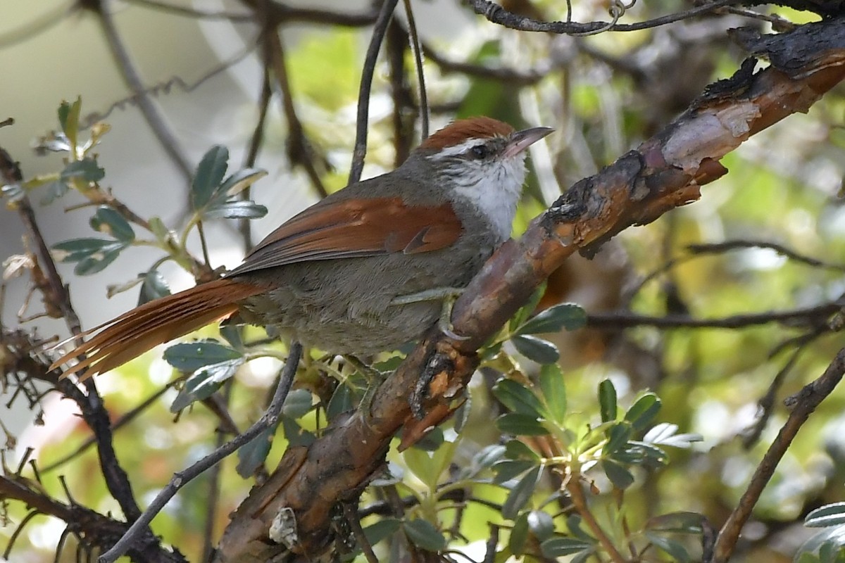 Line-cheeked Spinetail (Baron's) - ML408309341