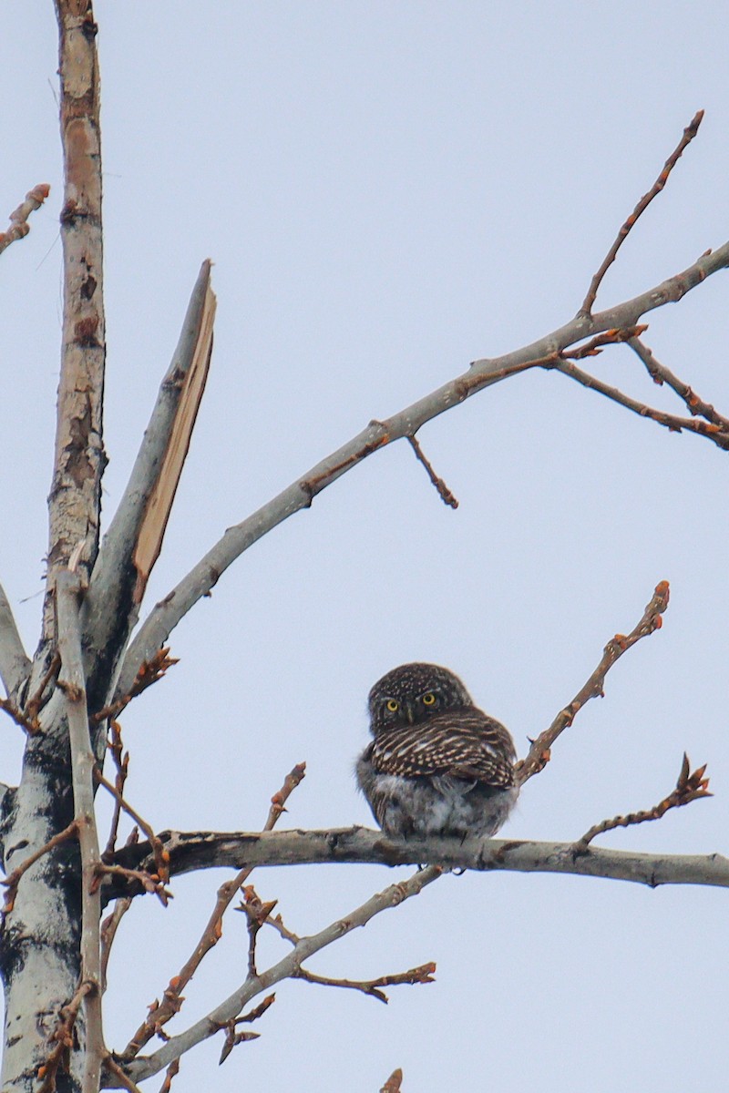 Collared Owlet - ML408310081