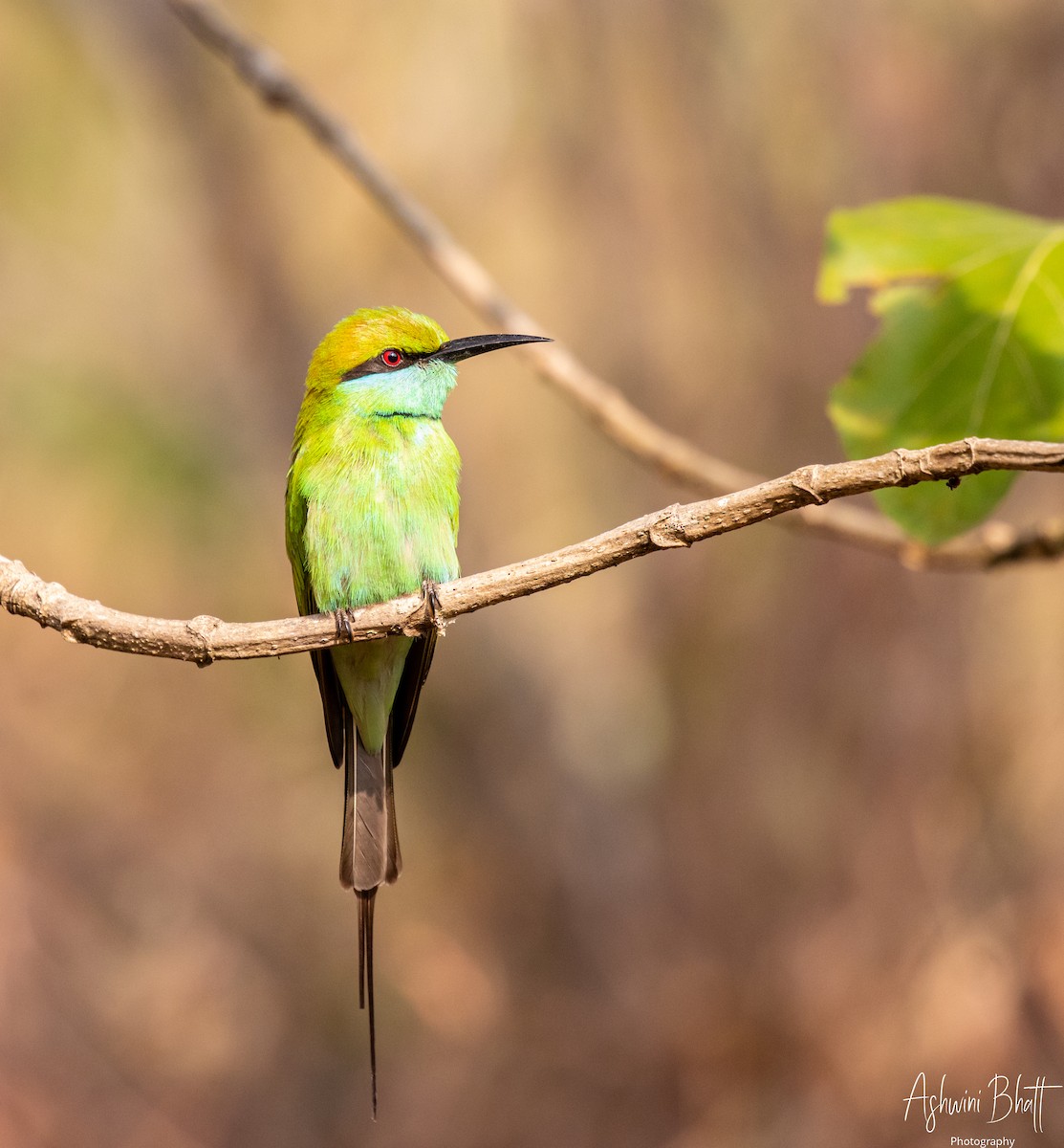 Asian Green Bee-eater - Ashwini Bhatt