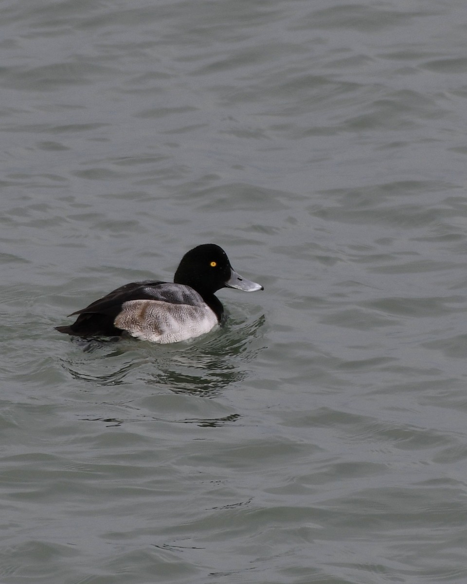 Greater Scaup - ML408314821
