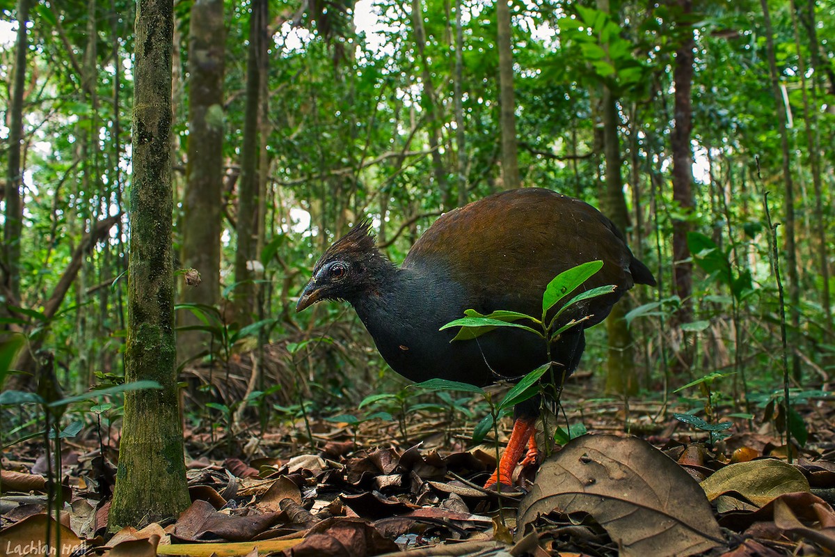 Orange-footed Megapode - Lachlan Hall