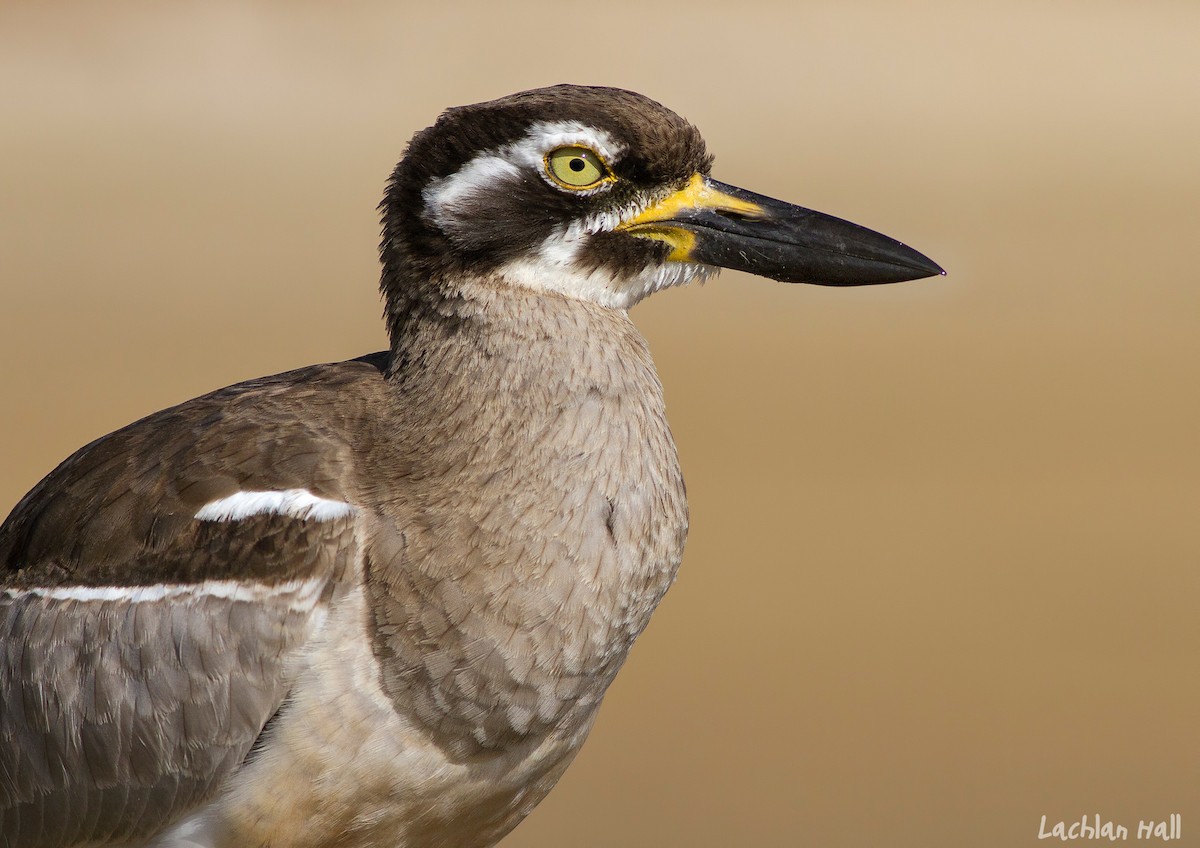 Beach Thick-knee - Lachlan Hall
