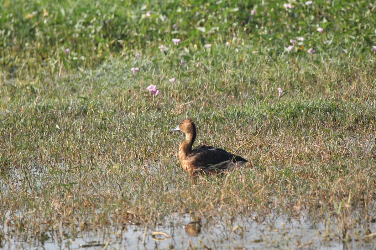 Fulvous Whistling-Duck - ML408332691
