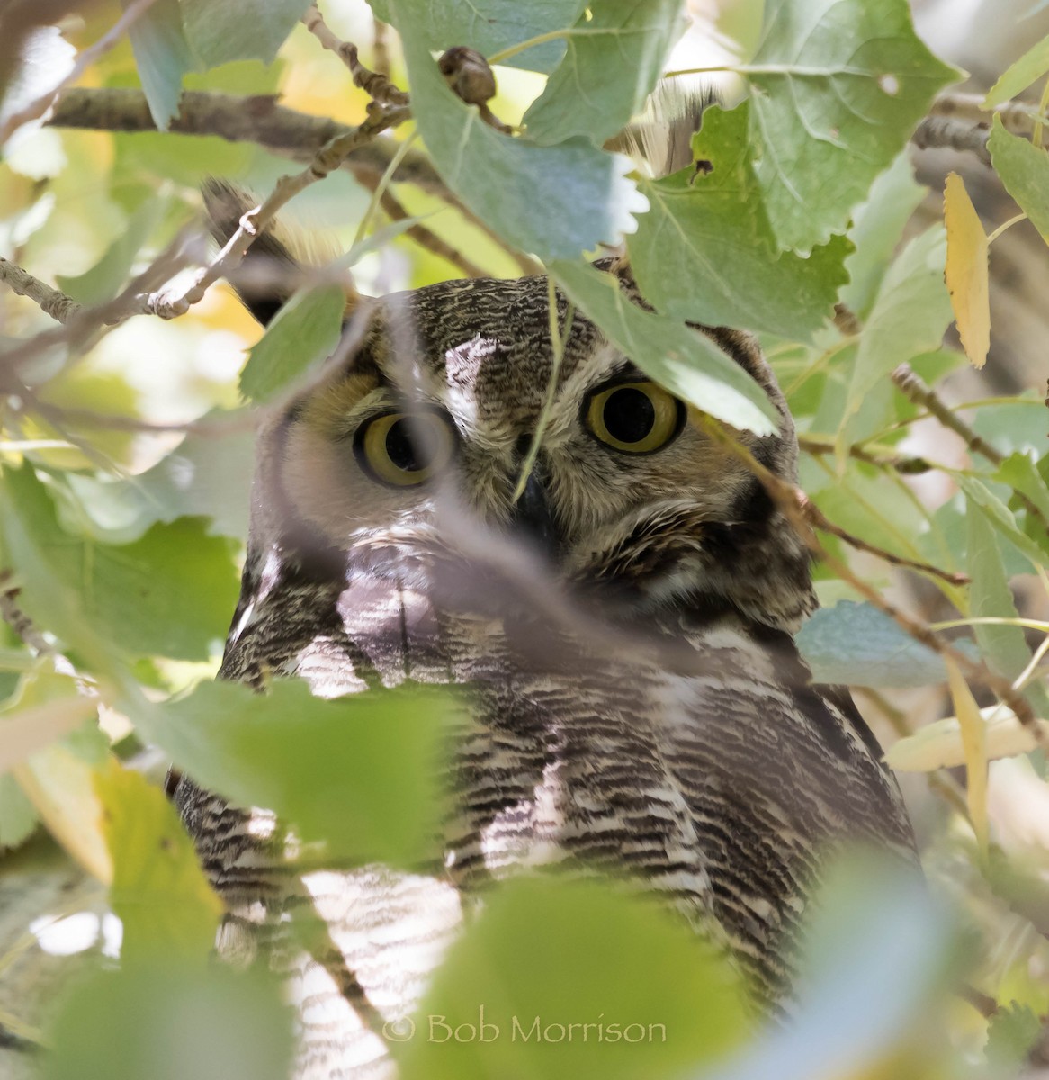 Great Horned Owl - ML40833771