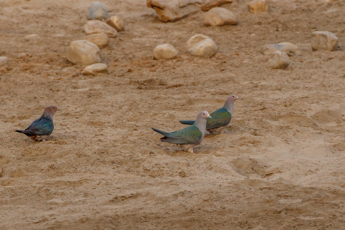 Green Imperial-Pigeon - ML408340941