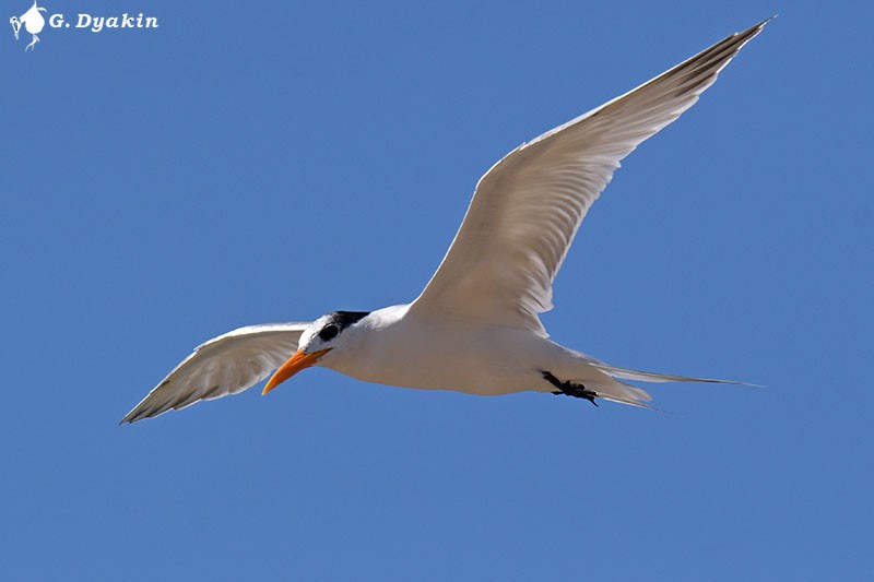 Great Crested Tern - ML408345211