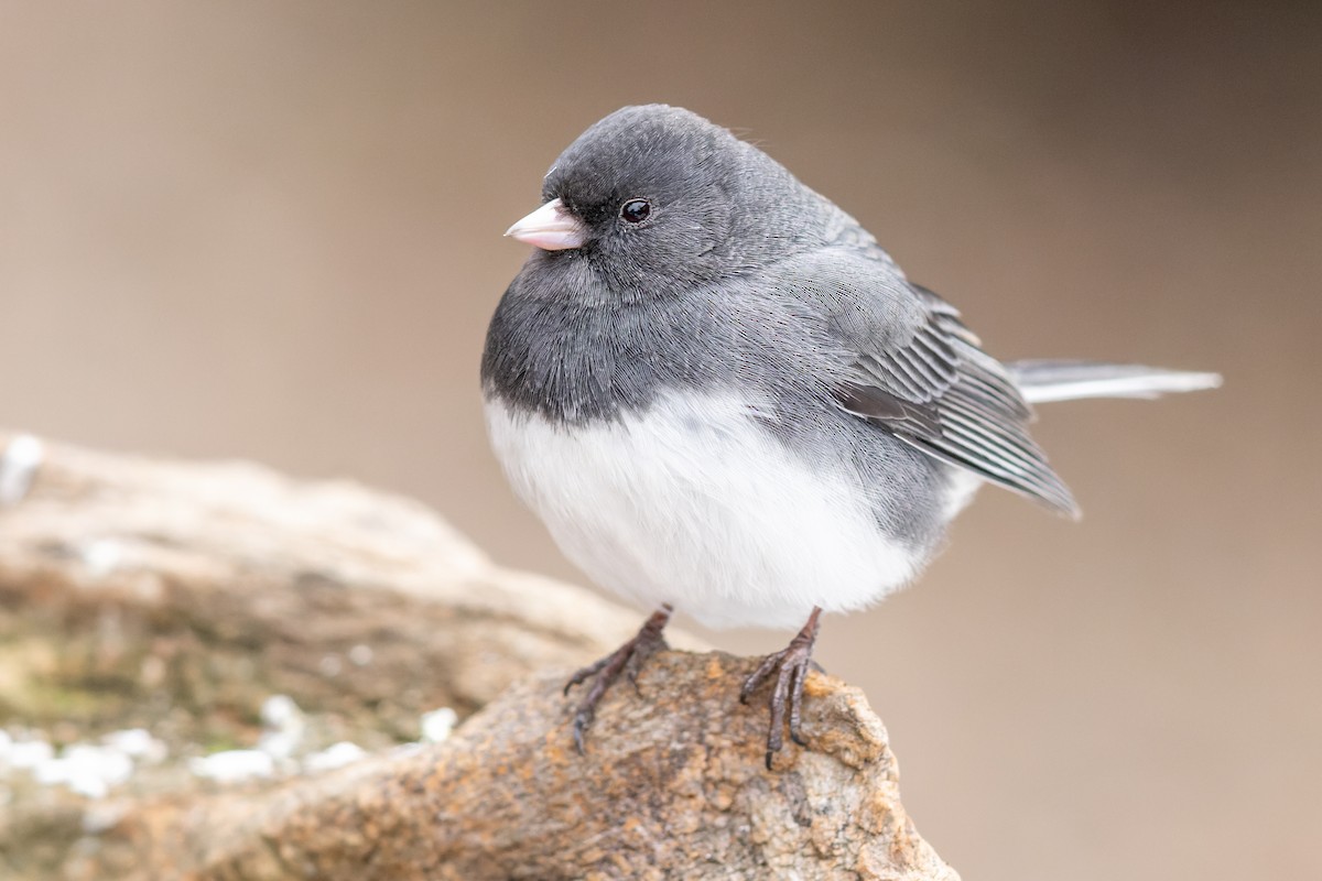 Junco ardoisé (hyemalis/carolinensis) - ML408345901