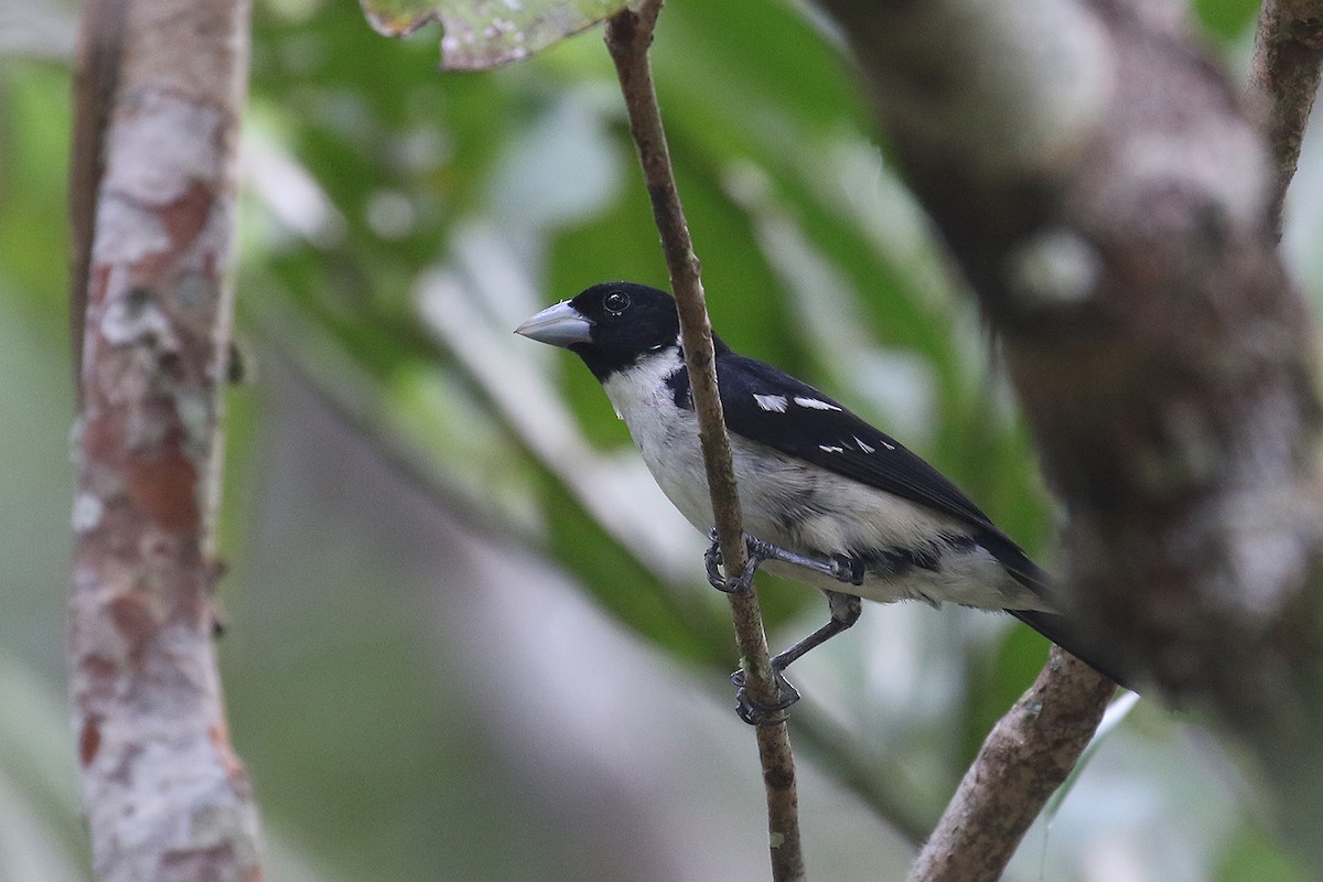 White-naped Seedeater - ML408351561