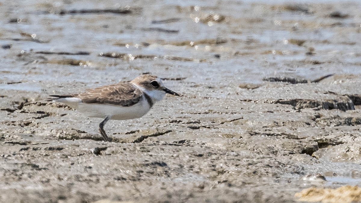 White-faced Plover - Charmain Ang
