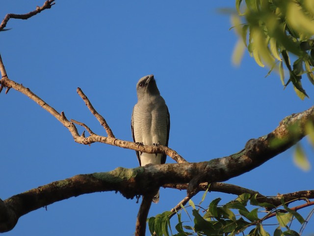 花翅山椒鳥 Ebird