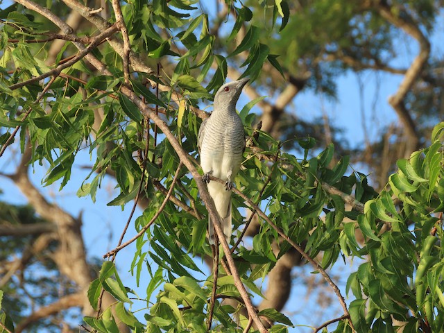 花翅山椒鳥 Ebird