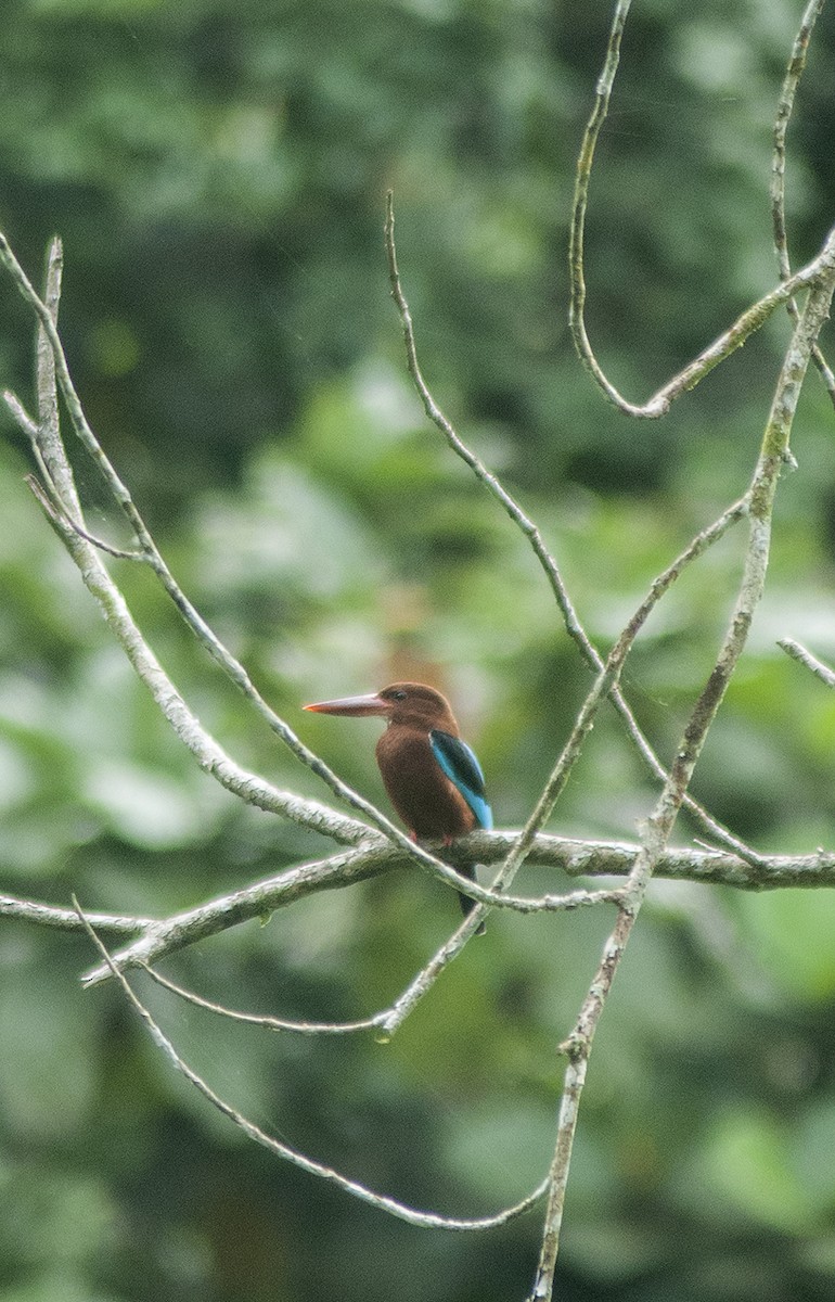 Brown-breasted Kingfisher - Khalil Gamela