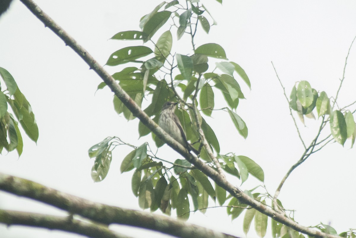 Gray-streaked Flycatcher - Khalil Gamela