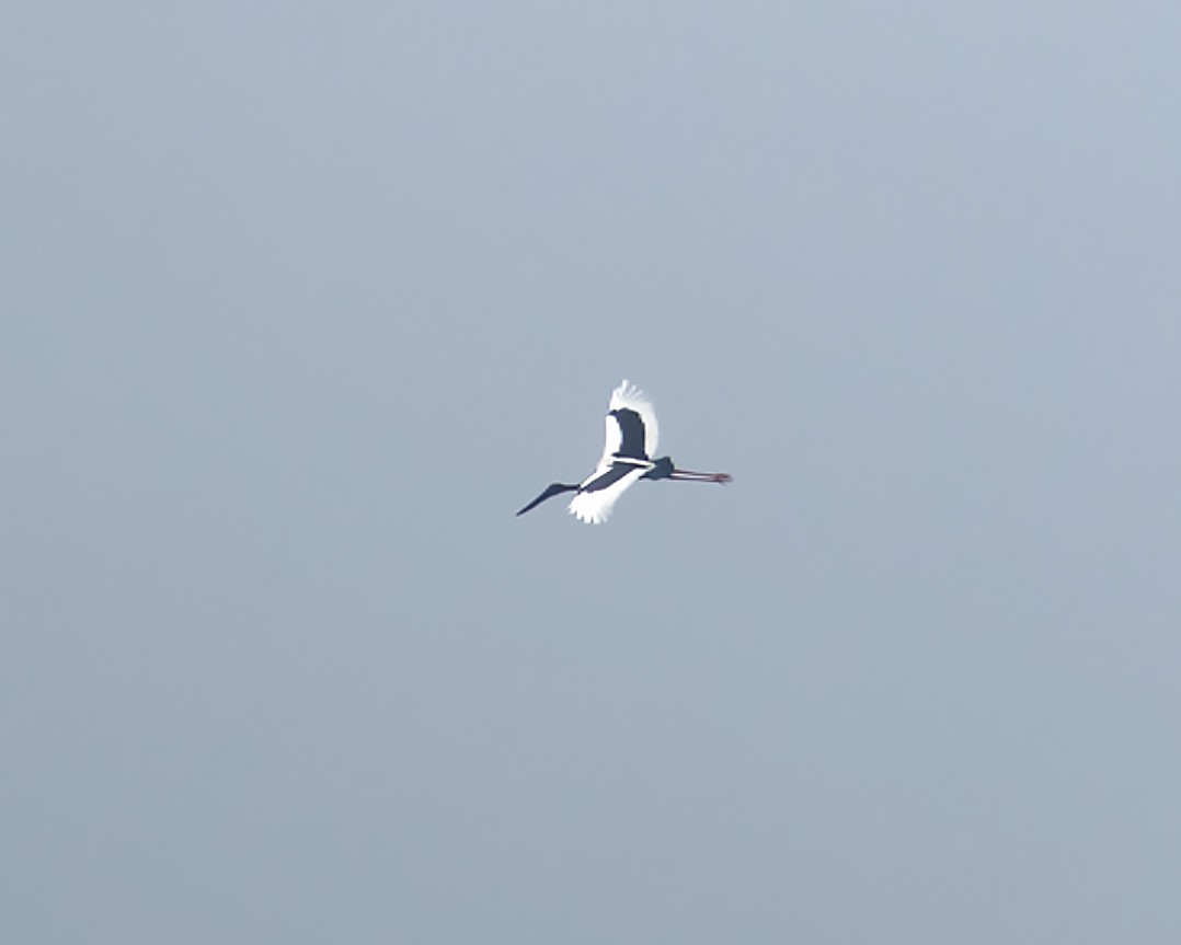 Black-necked Stork - ML408364081