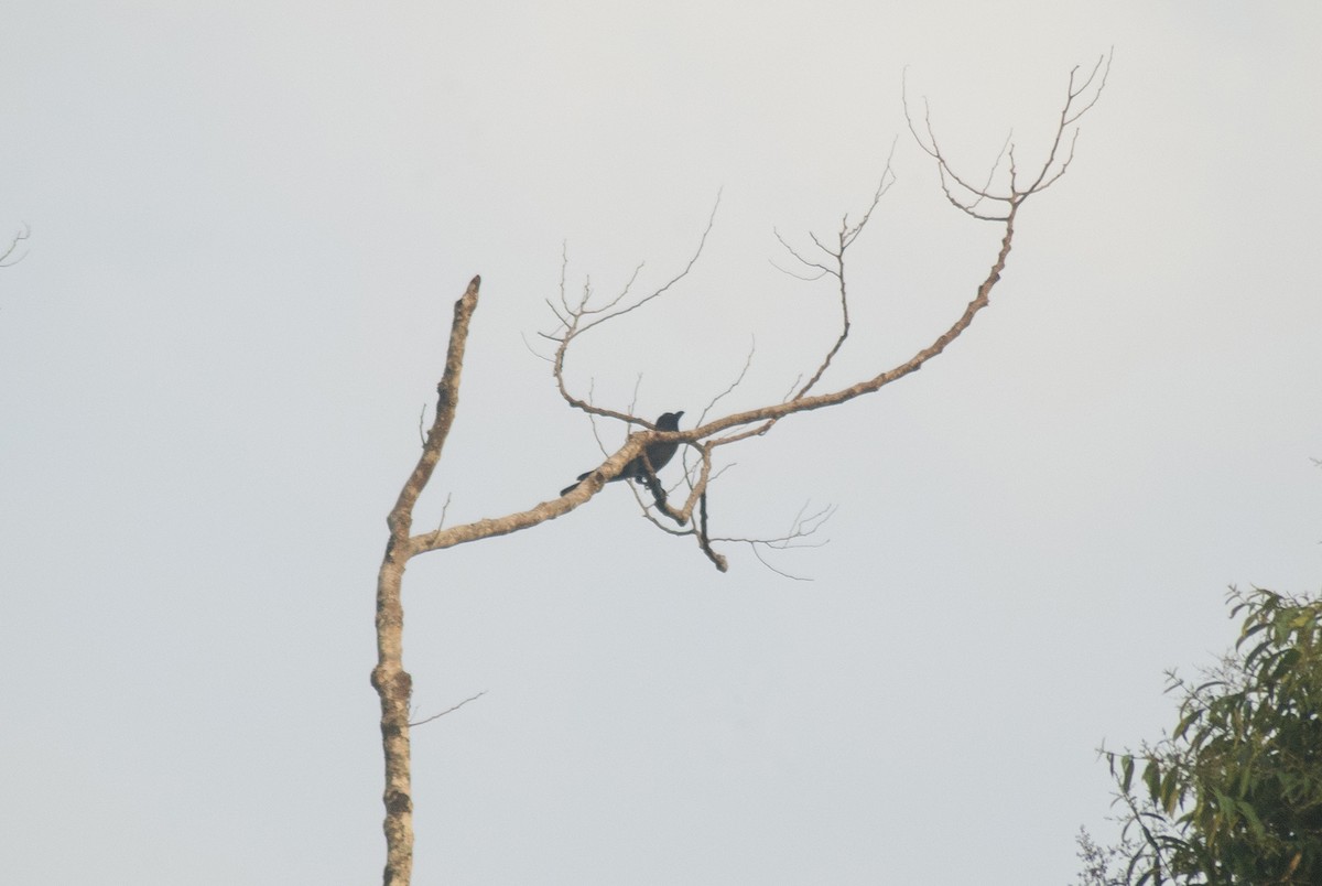 Large-billed Crow - Khalil Gamela