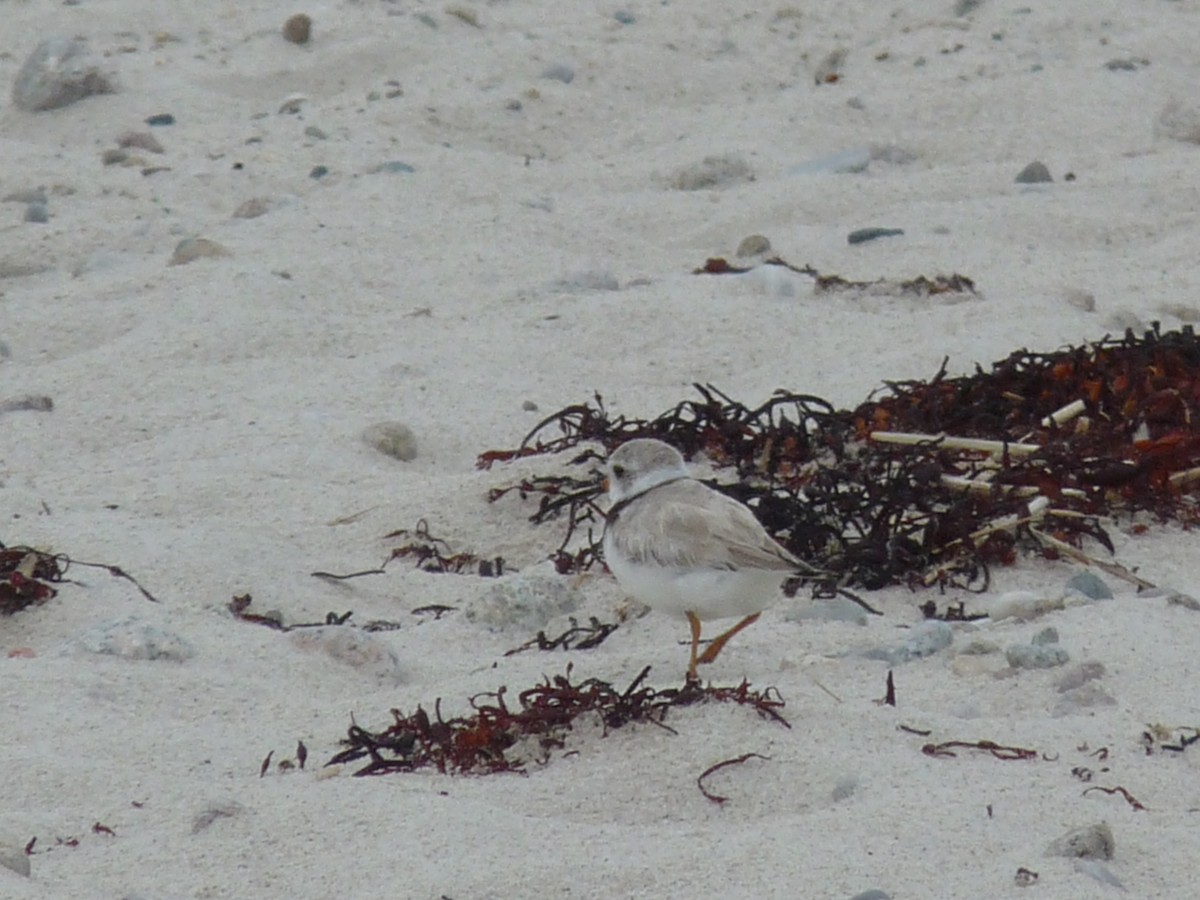 Piping Plover - J.A. Smith