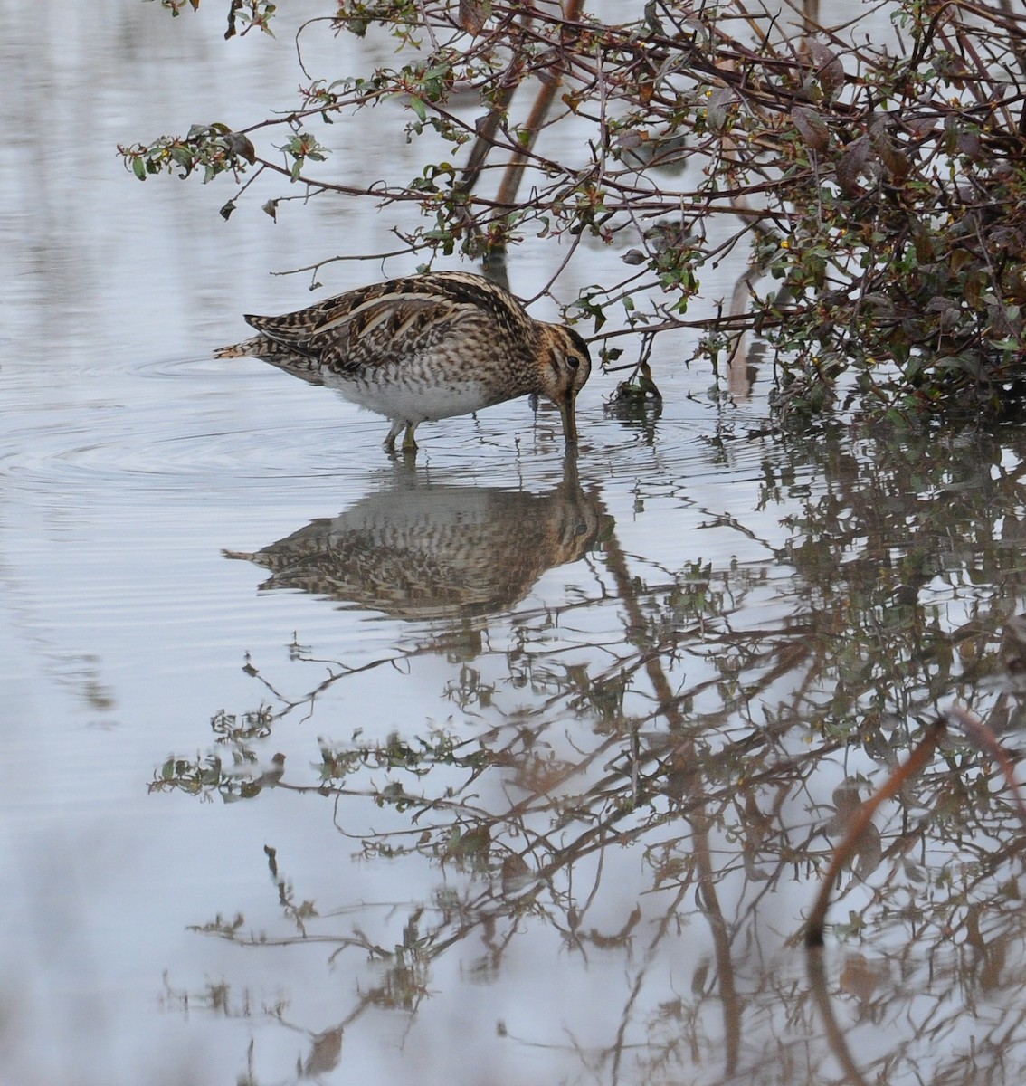 Common Snipe - Huang tien-min