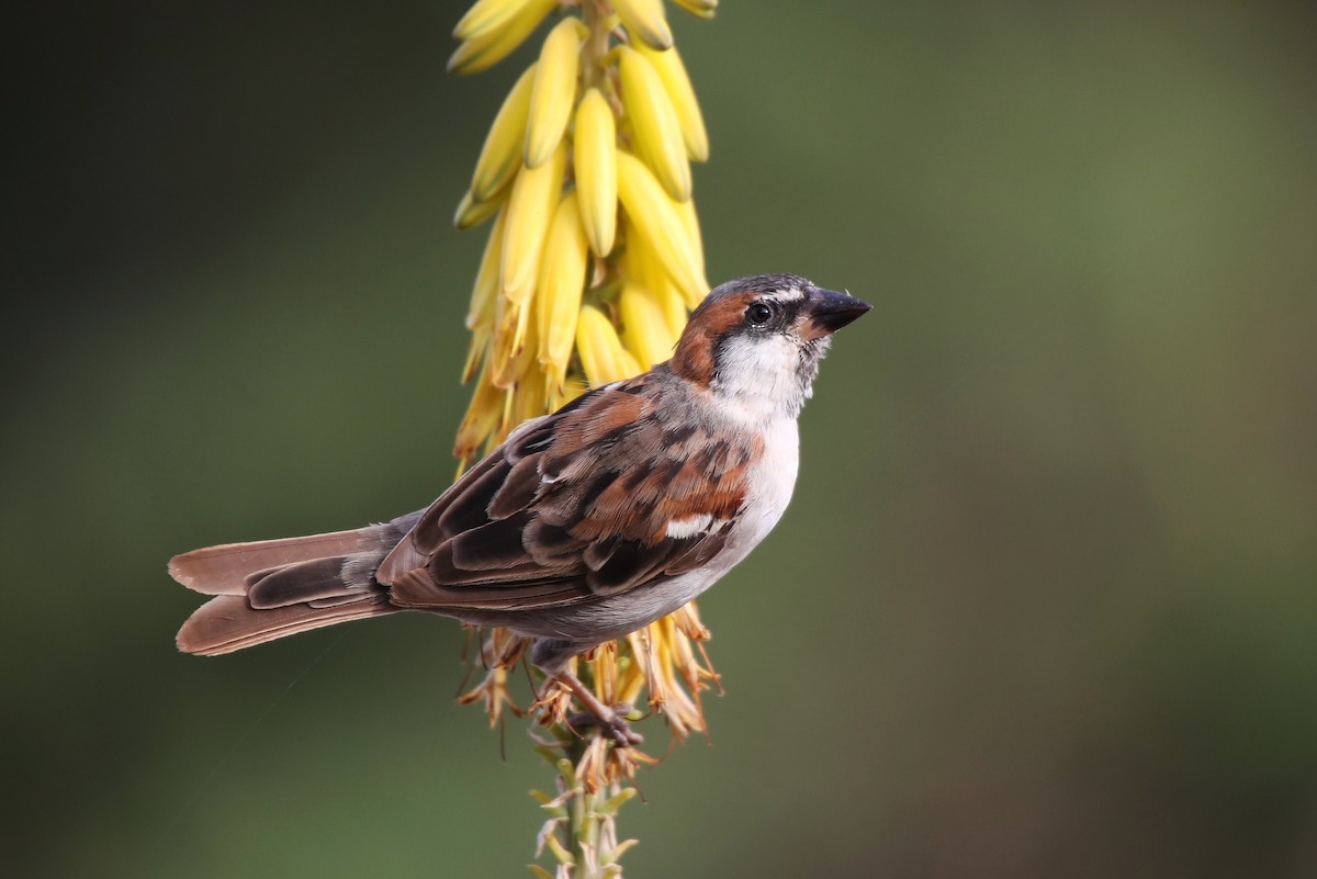 Cape Verde Sparrow - Paul Chapman