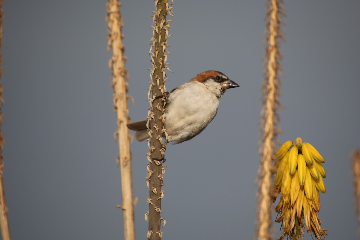 Cape Verde Sparrow - ML40837121