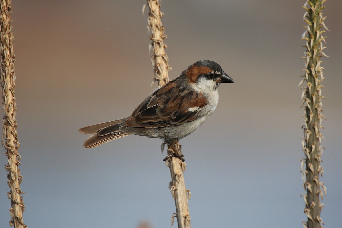 Cape Verde Sparrow - Paul Chapman