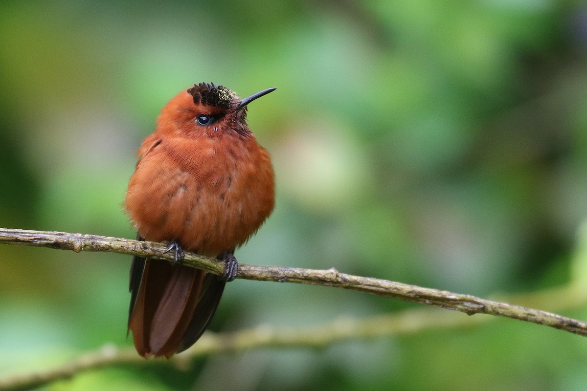 kolibřík fernandezský - ML40837391