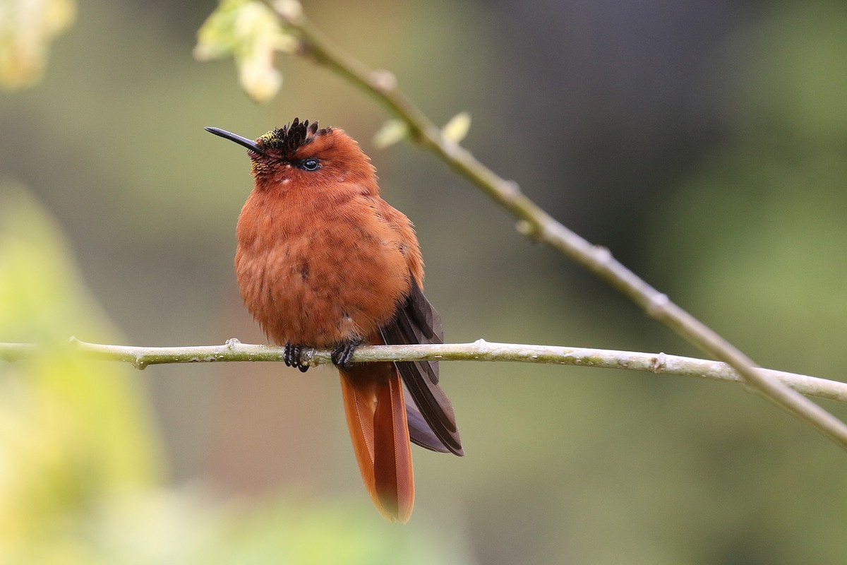 kolibřík fernandezský - ML40837421