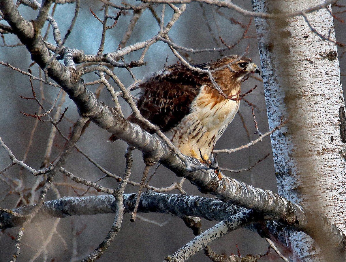 Red-tailed Hawk - Ronald Harrower