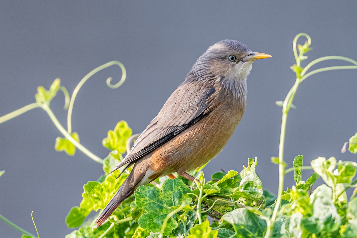 Chestnut-tailed Starling - ML408383601