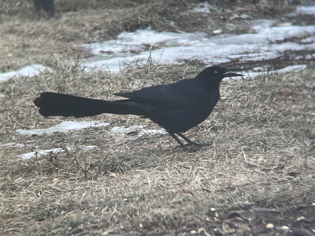 Great-tailed Grackle - ML408384301