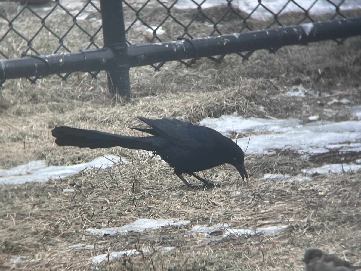 Great-tailed Grackle - ML408384311