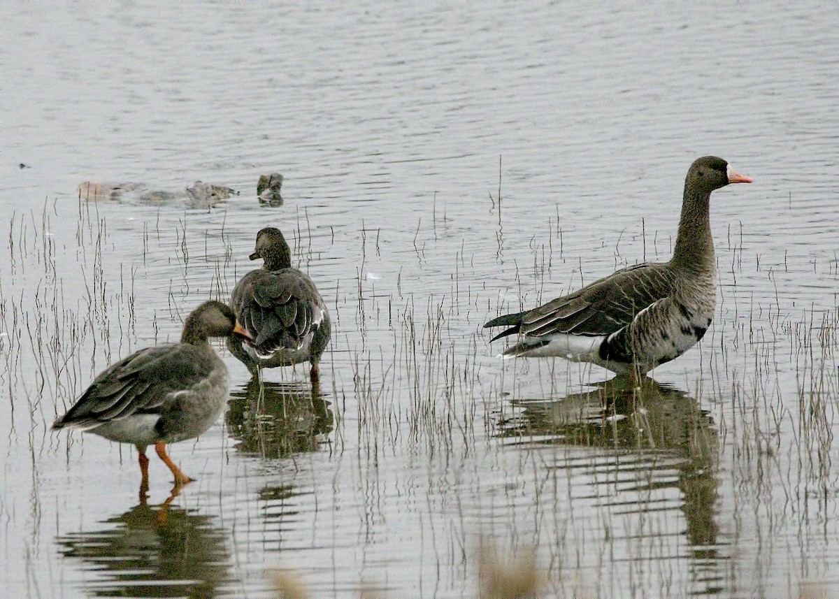 Greater White-fronted Goose - Brian Peterson