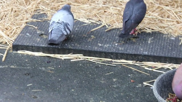 Rock Pigeon (Feral Pigeon) - ML408388941