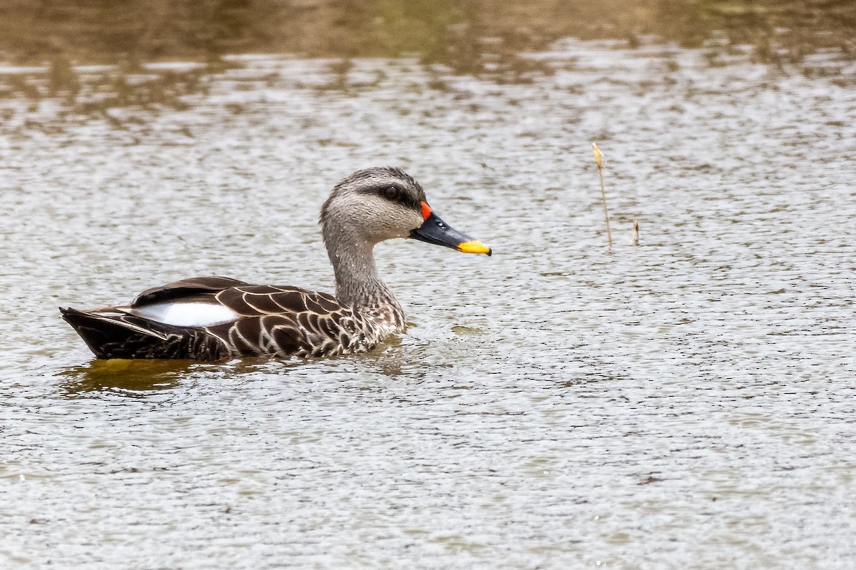 Indian Spot-billed Duck - ML408389331