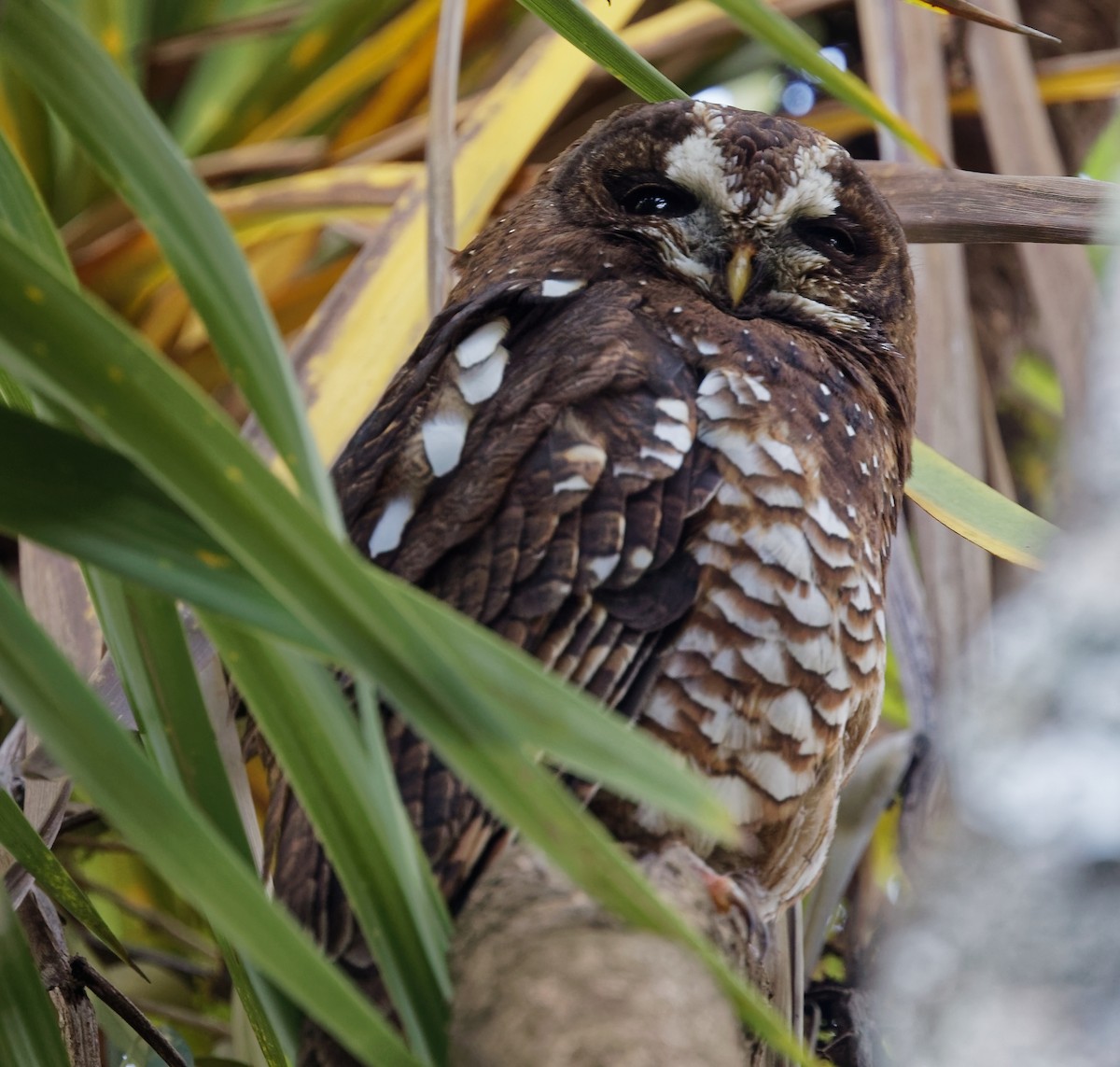 African Wood-Owl - ML408393111