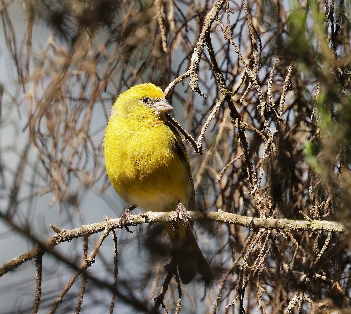 Yellow-crowned Canary - ML408393931