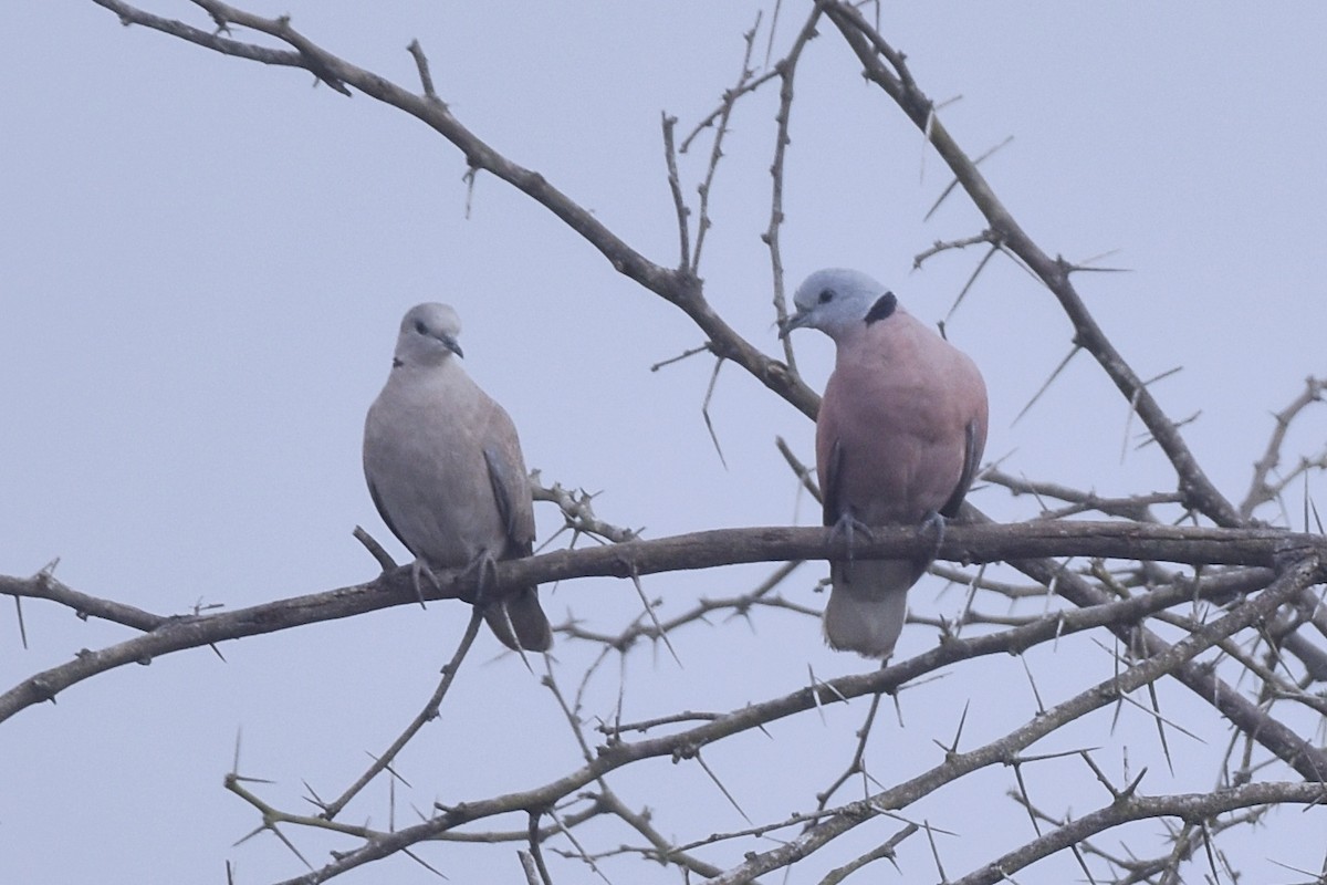 Red Collared-Dove - ML408395671