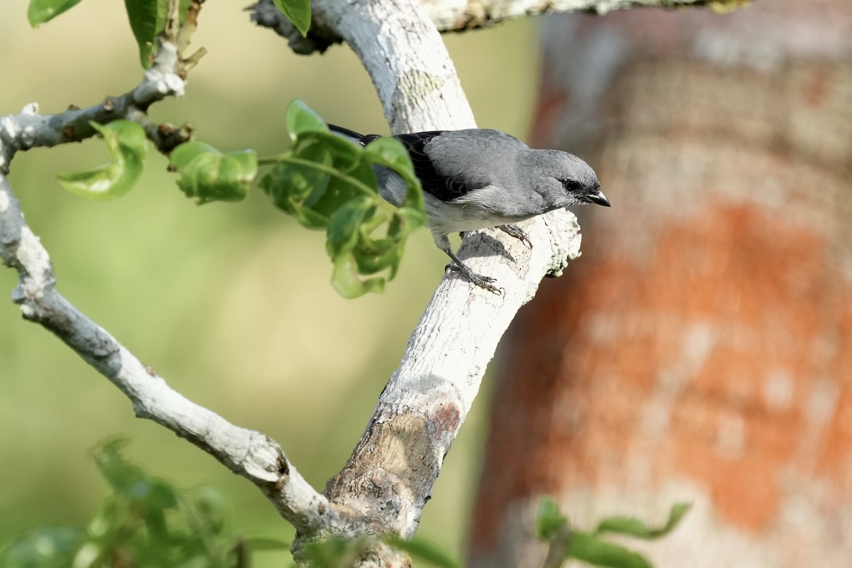 Plain-colored Tanager - ML408396441
