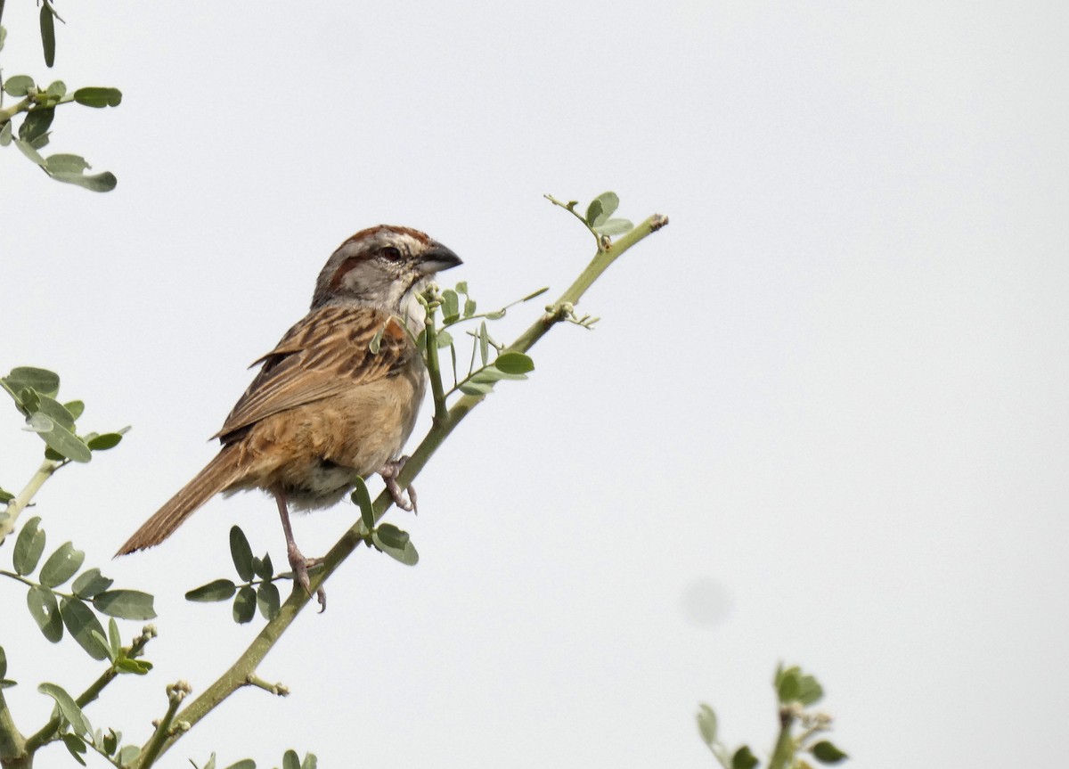 Chaco Sparrow - ML408397731