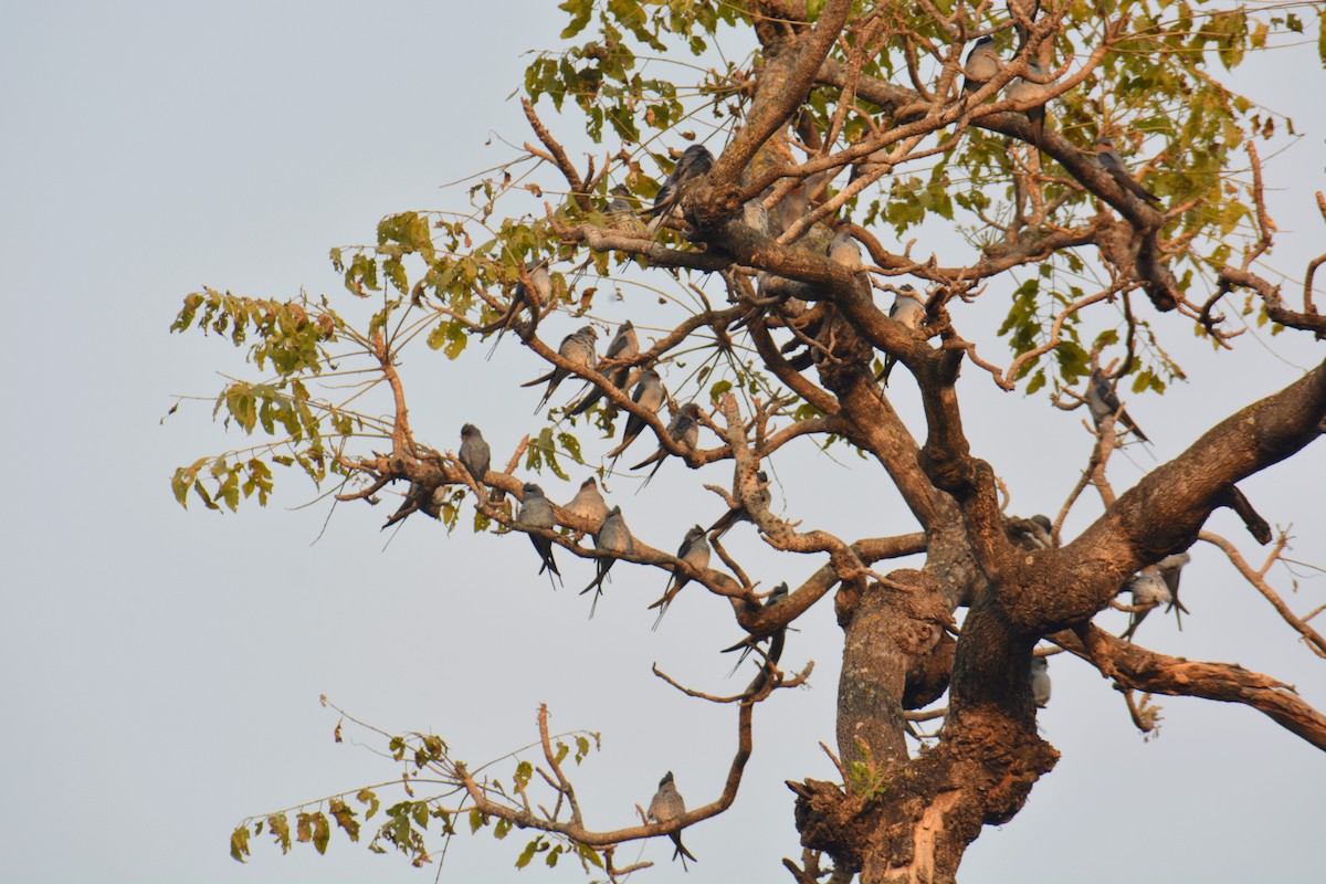 Crested Treeswift - Sipu Kumar