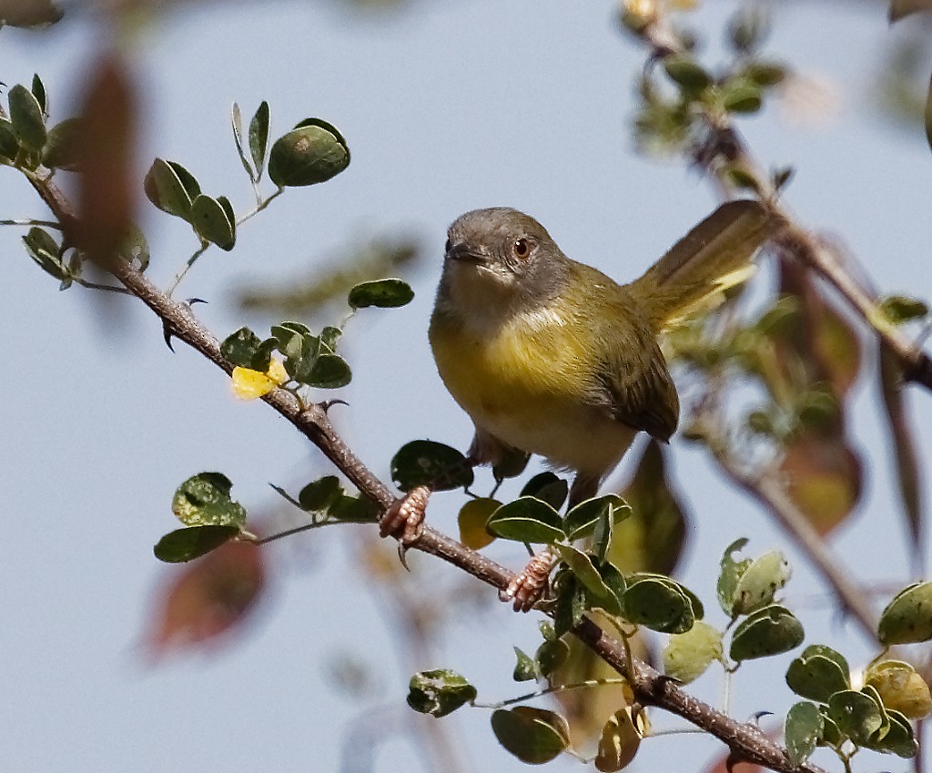 Yellow-breasted Apalis (Brown-tailed) - Andrew Wilson