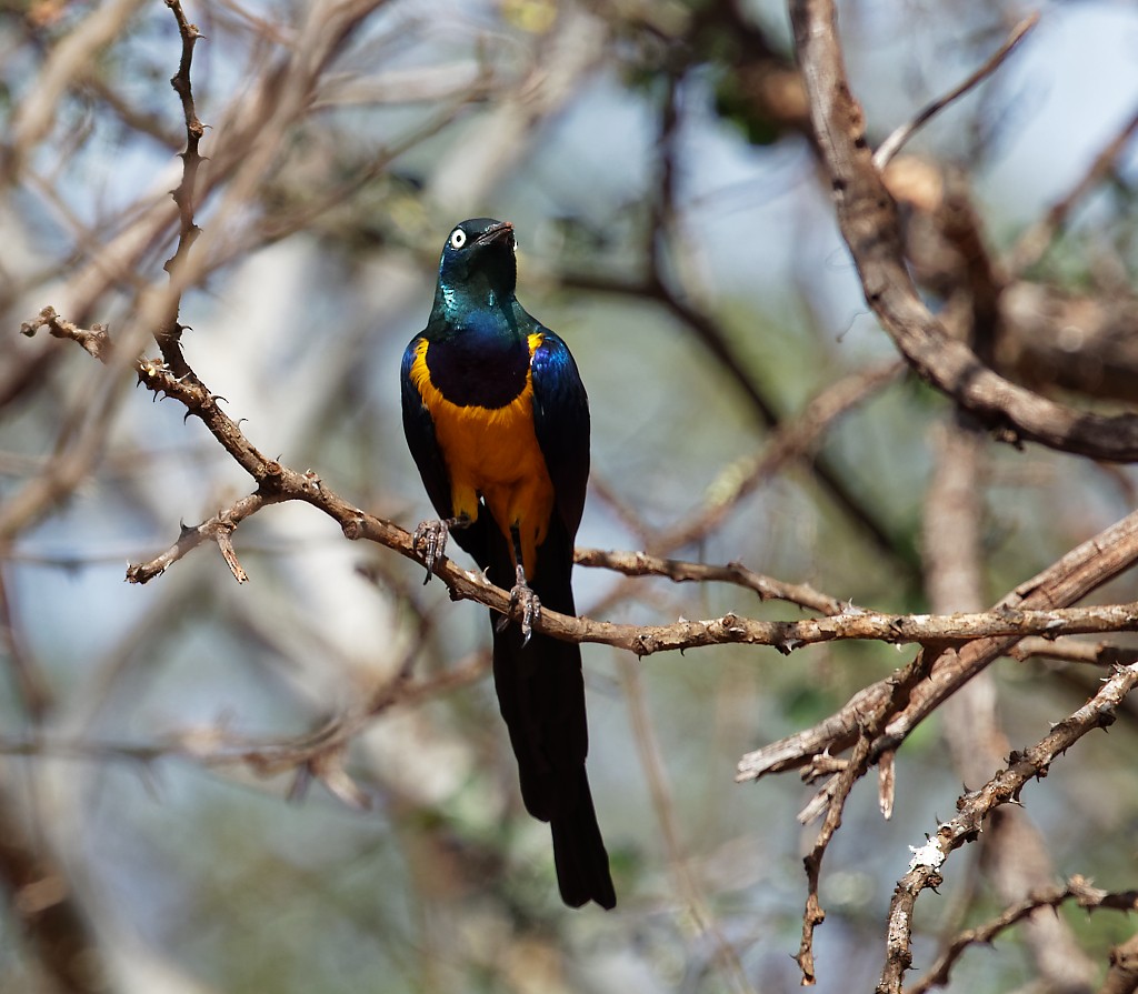 Golden-breasted Starling - ML408404061