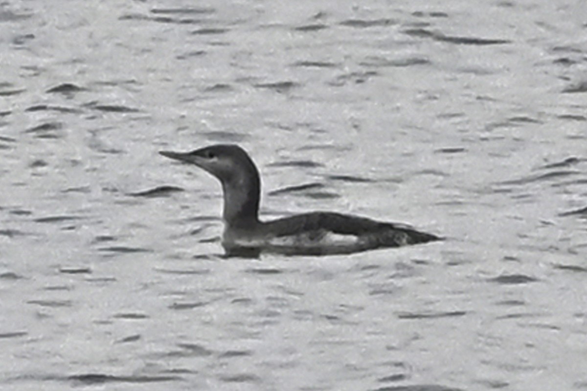 Red-throated Loon - ML408409391