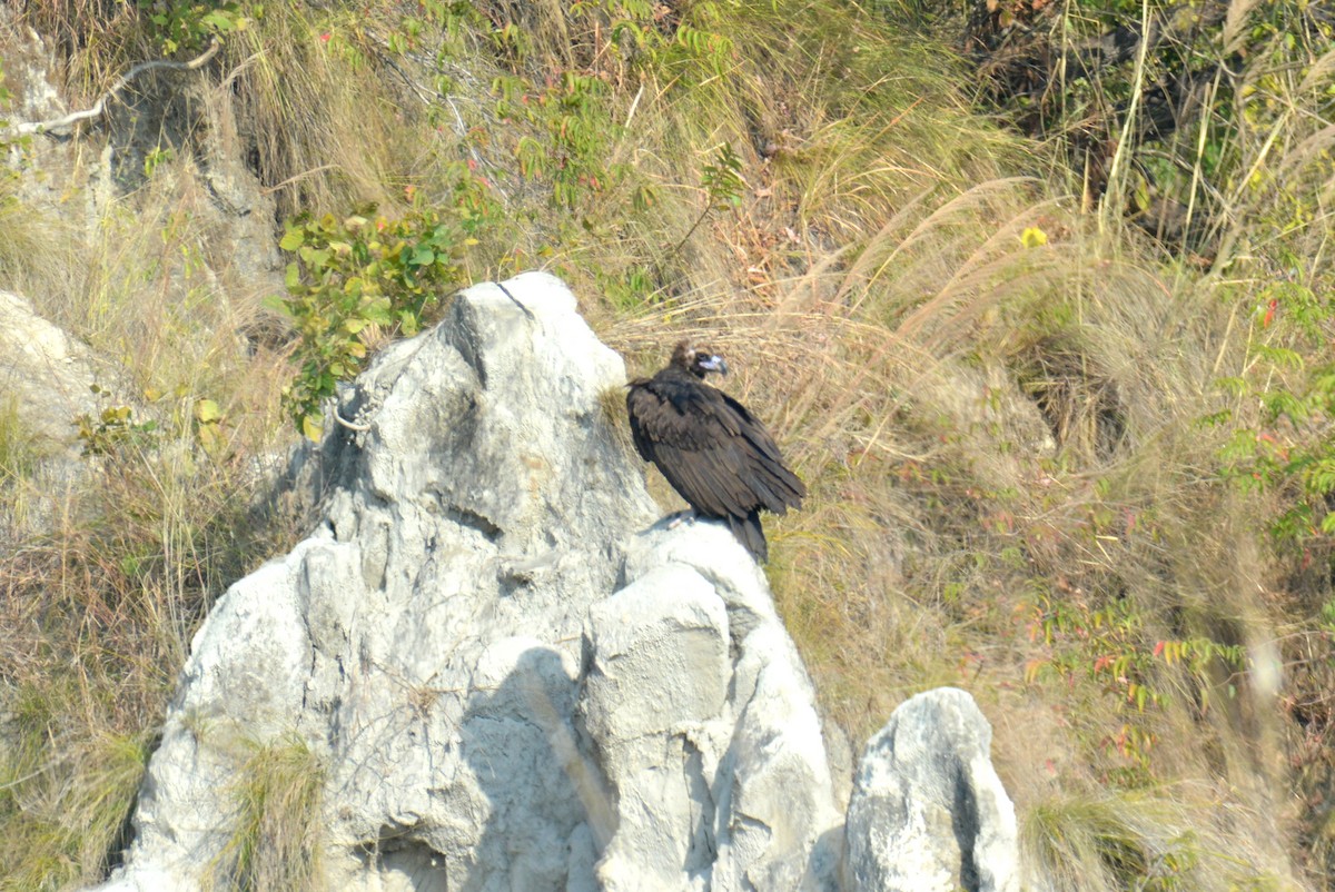 Cinereous Vulture - ML408409851