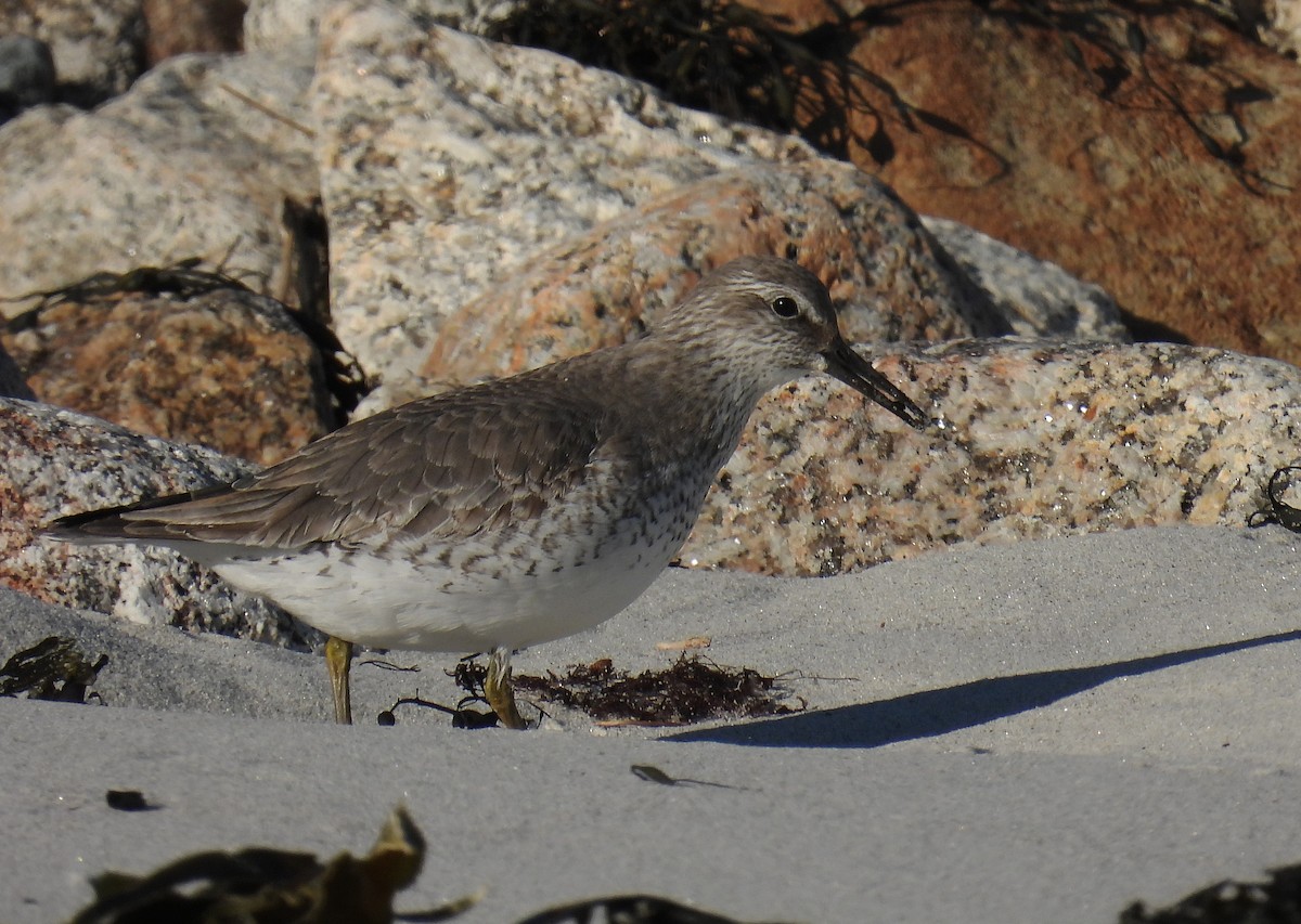 Red Knot - ML408413821