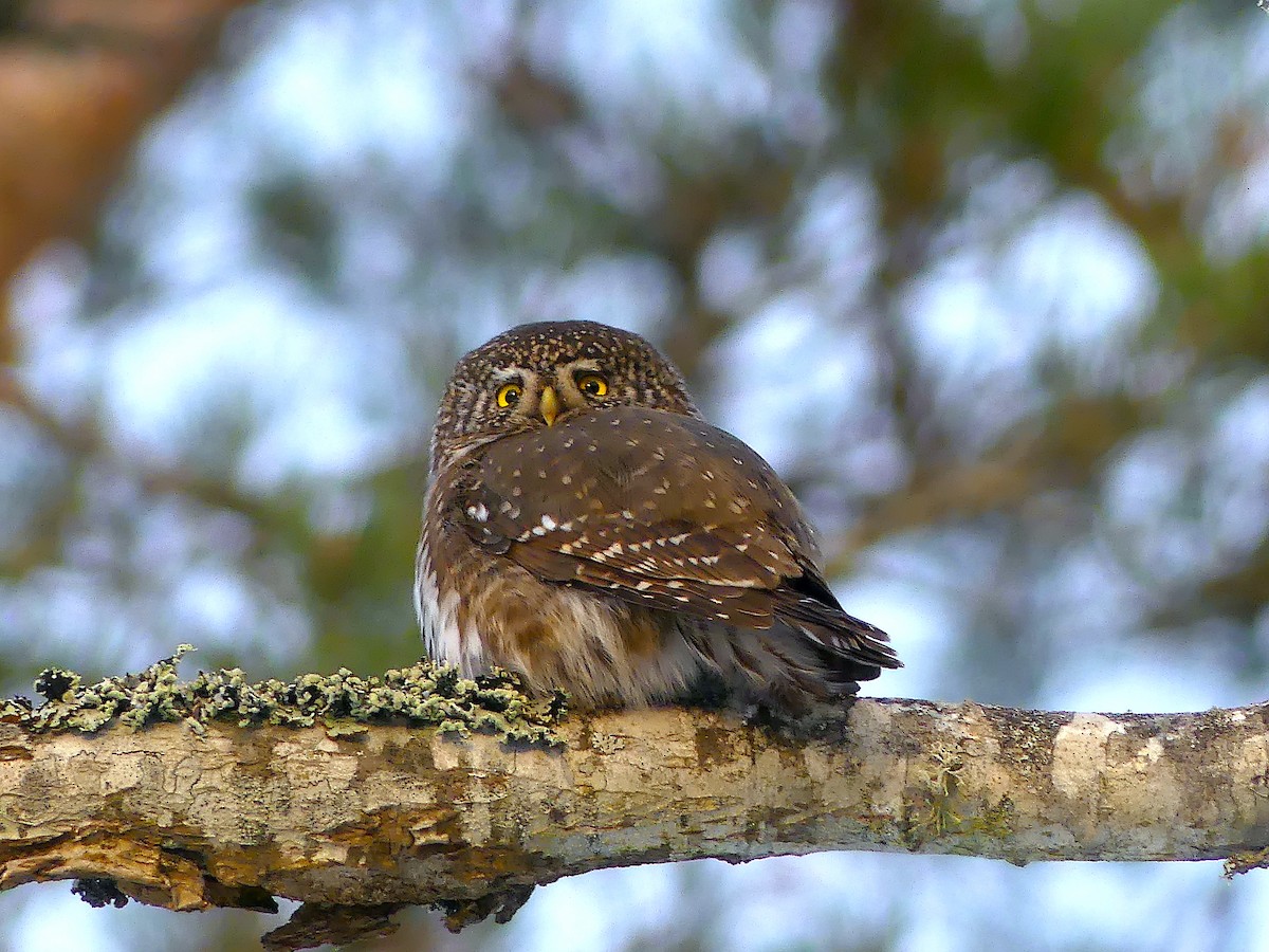 Eurasian Pygmy-Owl - ML408418971